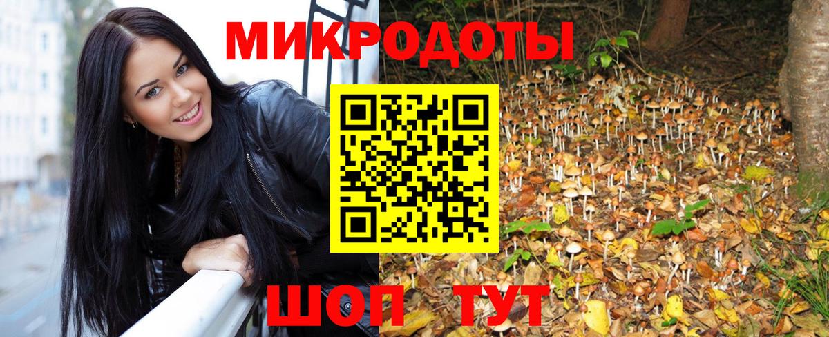 Галлюциногенные грибы Psilocybe Кольчугино